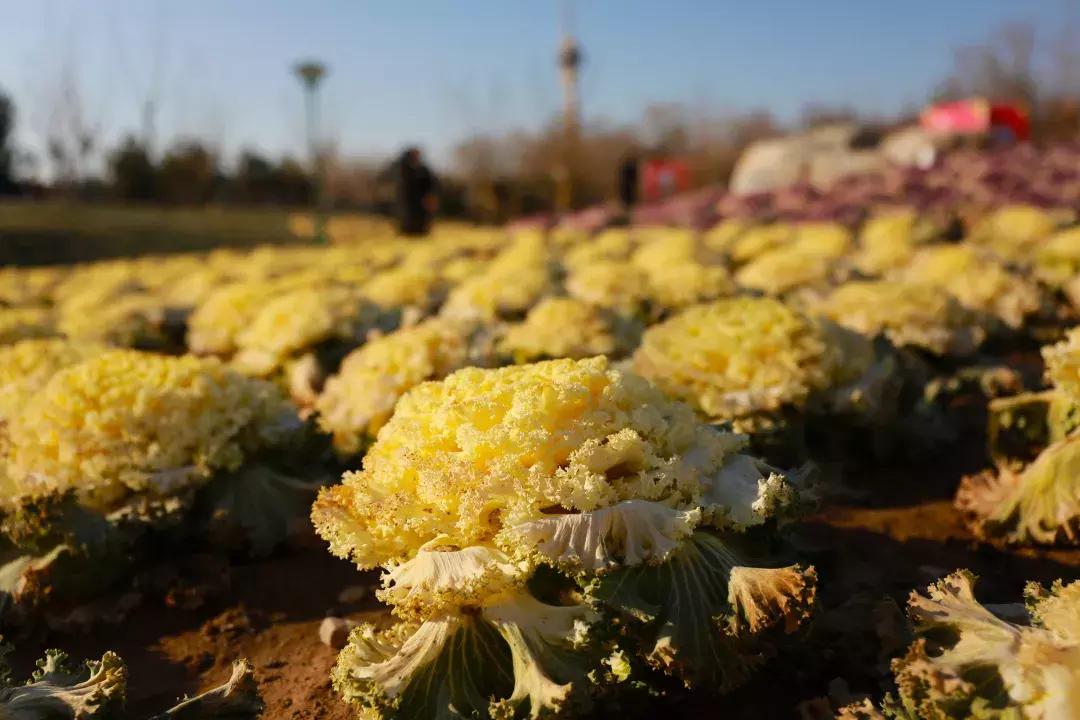 落花网最新电影电视在线，探索影视娱乐的新天地