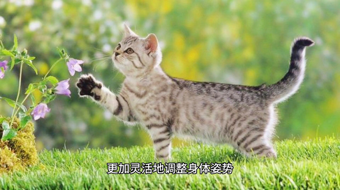 猫咪视频最新版破解，探索与分享