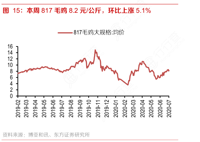 今日817毛鸡最新价格分析