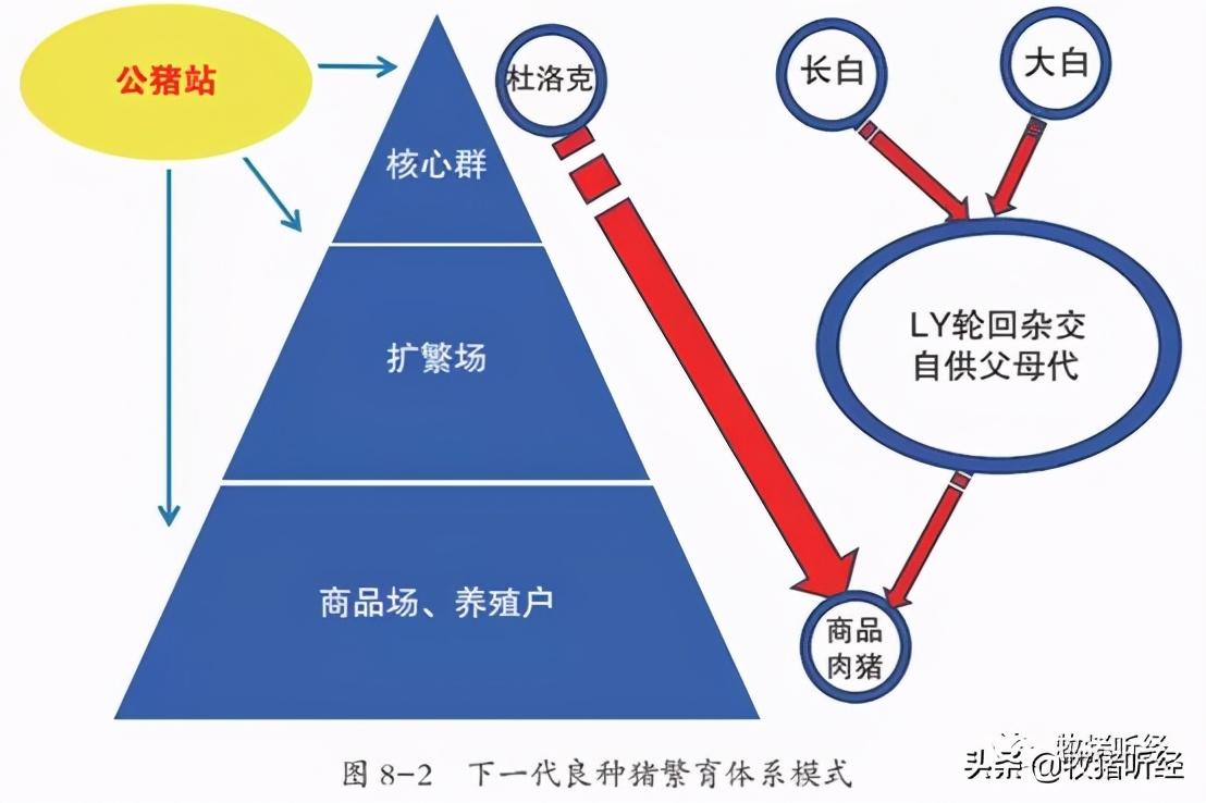 最新生猪信息网，行业洞察与趋势分析