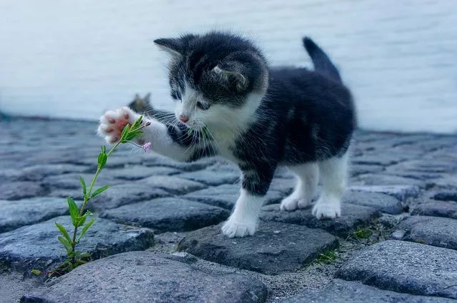 最新版小猫咪，探索其独特魅力与改变